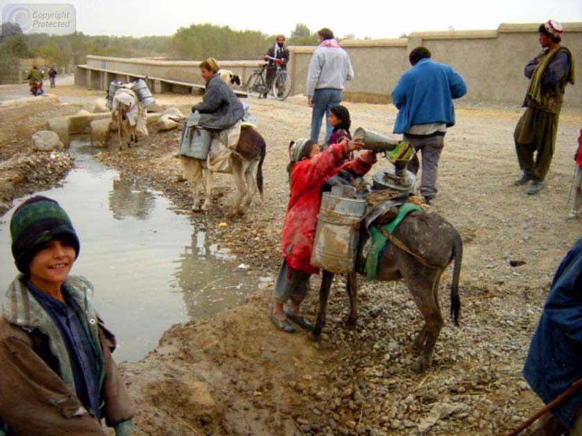 Donkeys at water